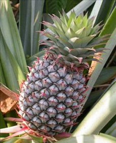 размножение ананаса фото