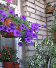 Растения и цветы для балконов и лоджий фото