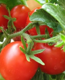 безрассадное выращивание томата фото