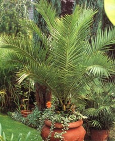 размножение финиковой пальмы фото
