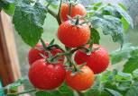 выращивание томата фото