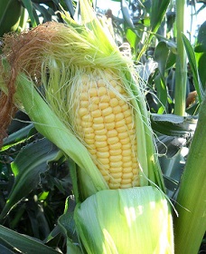 удобрение кукурузы