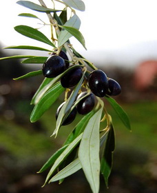 оливковое дерево фото