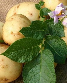 Сорта картофеля Полесской опытной станции фото