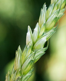 озимая пшеница фото