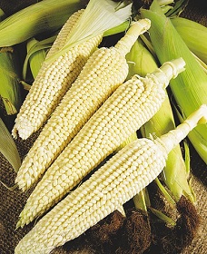 лопающаяся кукуруза фото