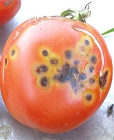 пятна на помидорах фото