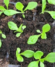 выращивание салата из рассады