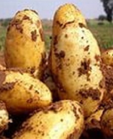 семена картофеля фото