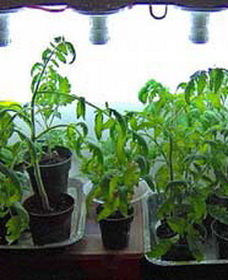 выращивание томатов дома фото