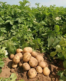 стимулирование прорастания клубней картофеля фото