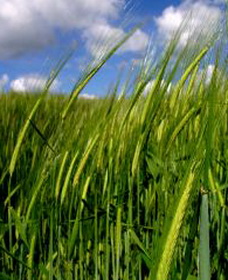 яровая пшеница фото