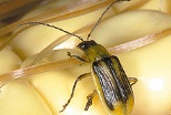 кукурузный жук фото
