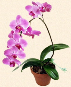 размножение орхидеи фото