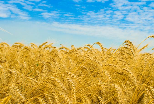 озимая пшеница фото